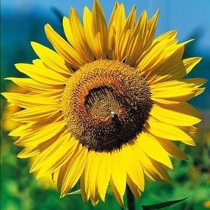 Meet your Posher, Tahrer